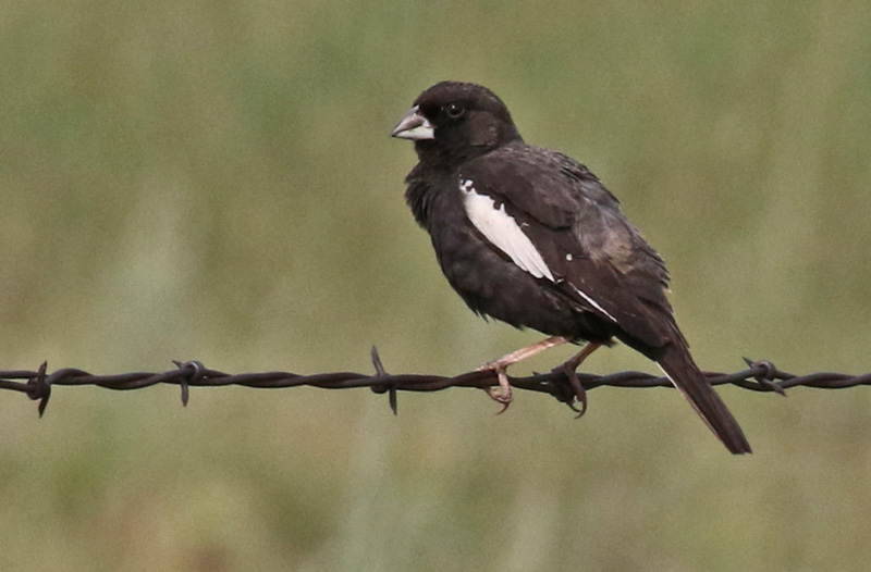 Lark Bunting (breeding male) photo #2