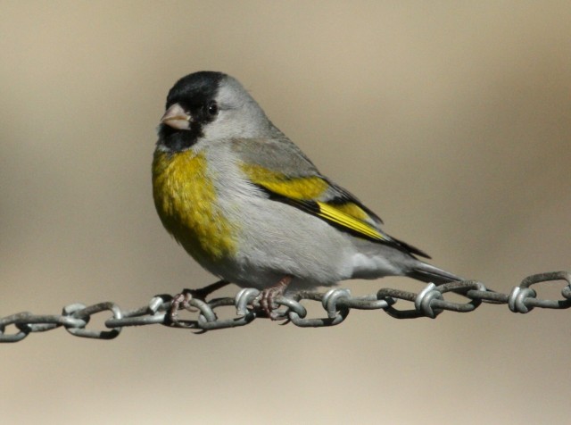 Lawrence's Goldfinch photo #2