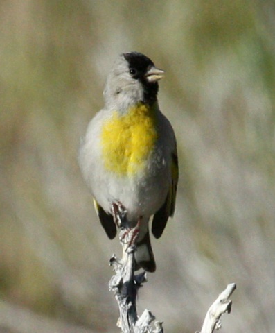 Lawrence's Goldfinch photo #3