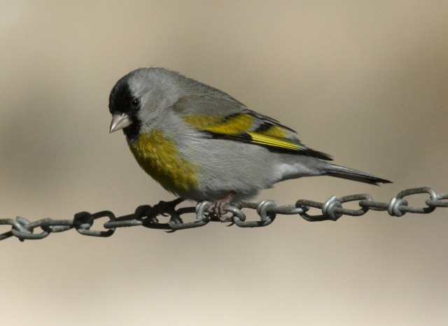 Lawrence's Goldfinch photo #1