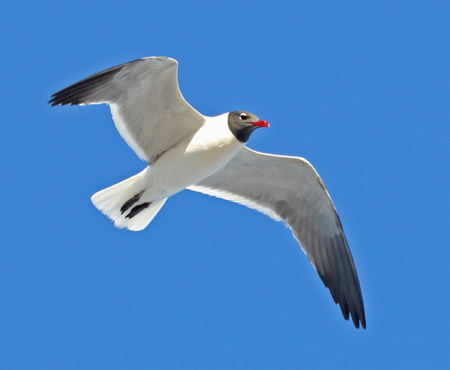 Laughing Gull