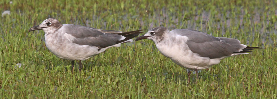 Laughing Gull