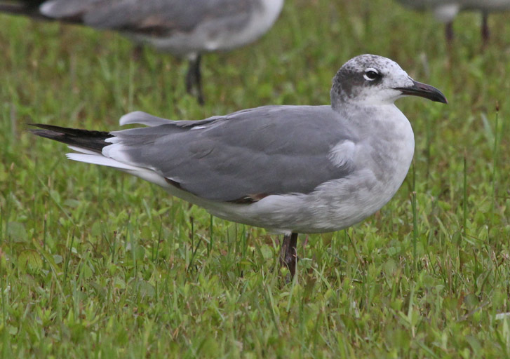 Laughing Gull