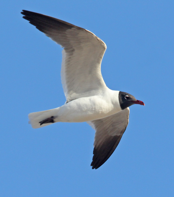 Laughing Gull