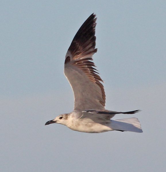 Laughing Gull