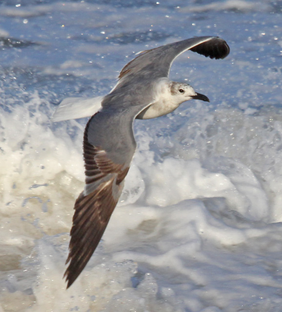 Laughing Gull