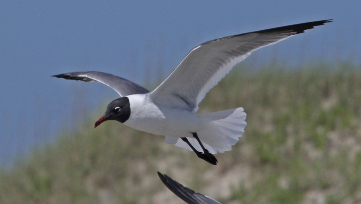 Laughing Gull