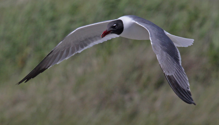 Laughing Gull