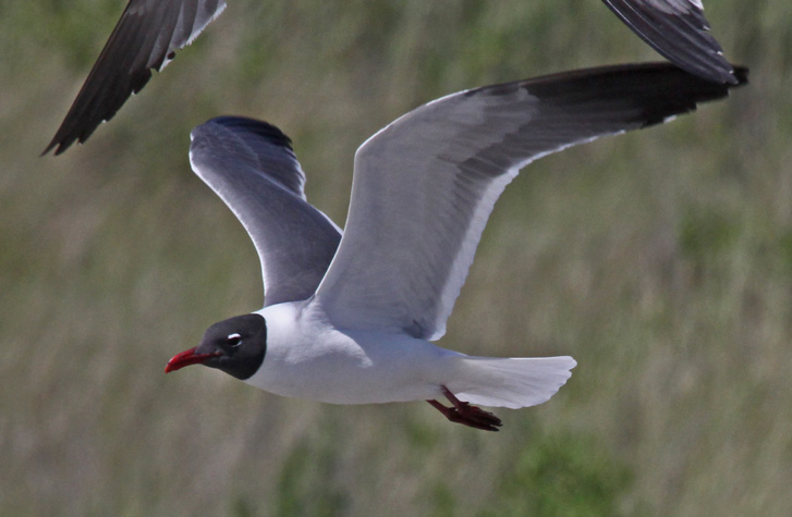 Laughing Gull