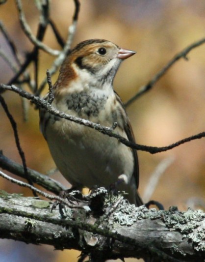 Lapland Longspur Photo #4