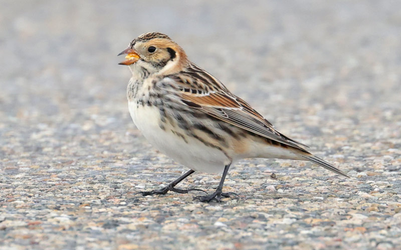 Lapland Longspur Photo #4