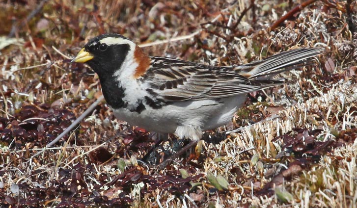 Lapland Longspur