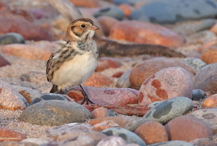 Lapland Longspur Photo #7