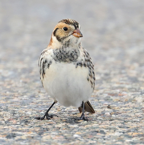 Lapland Longspur Photo #5