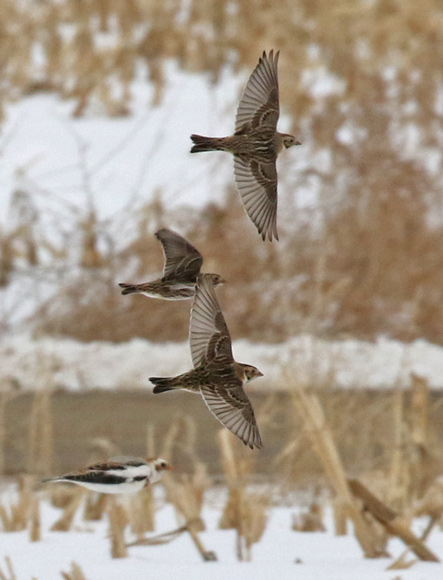 Lapland Longspur Photo #8