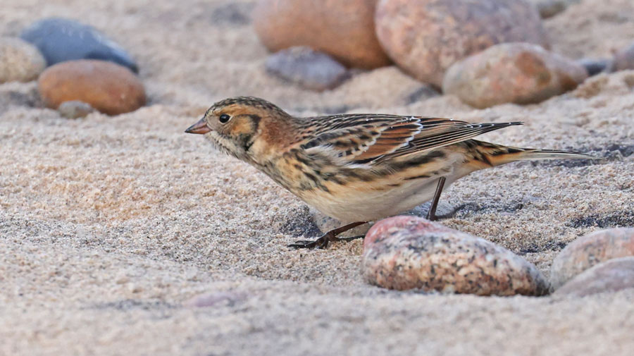 Lapland Longspur Photo #6