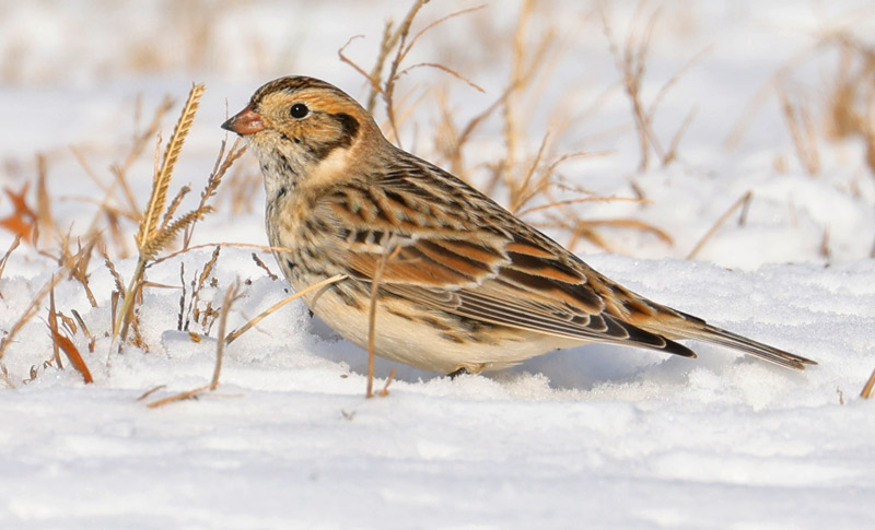 Lapland Longspur Photo #2