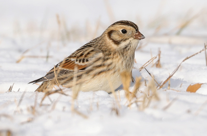 Lapland Longspur Photo #1