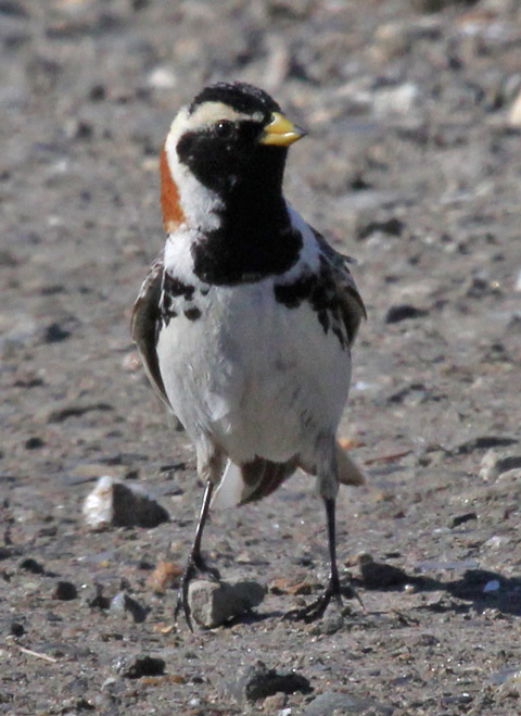 Lapland Longspur