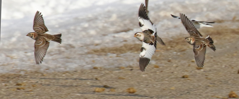 Lapland Longspur Photo #9