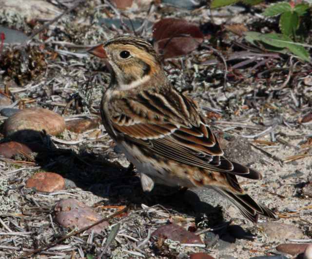 Lapland Longspur Photo #5