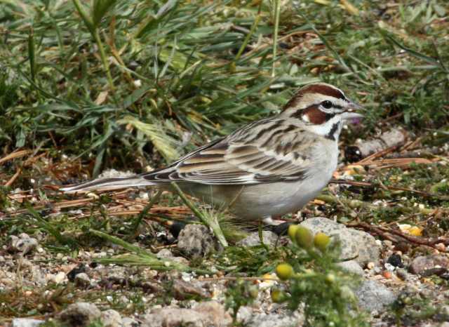 Lark Sparrow