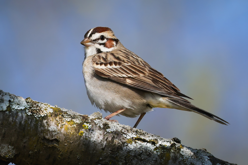 Lark Sparrow