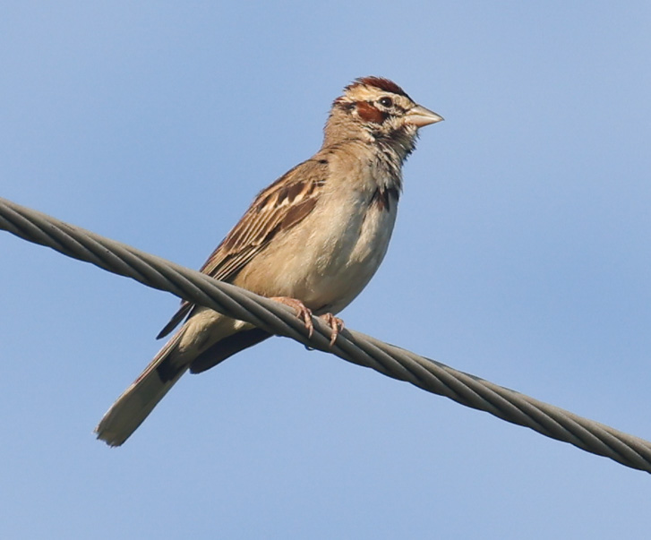 Lark Sparrow
