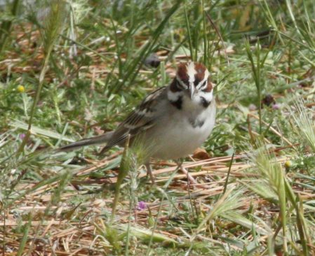 Lark Sparrow