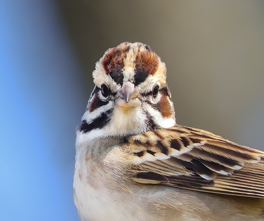Lark Sparrow