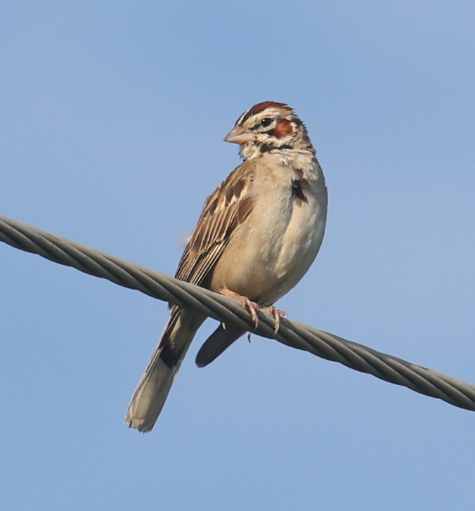 Lark Sparrow