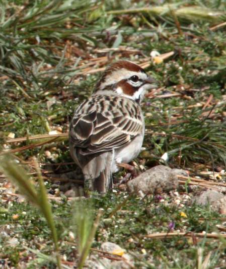 Lark Sparrow