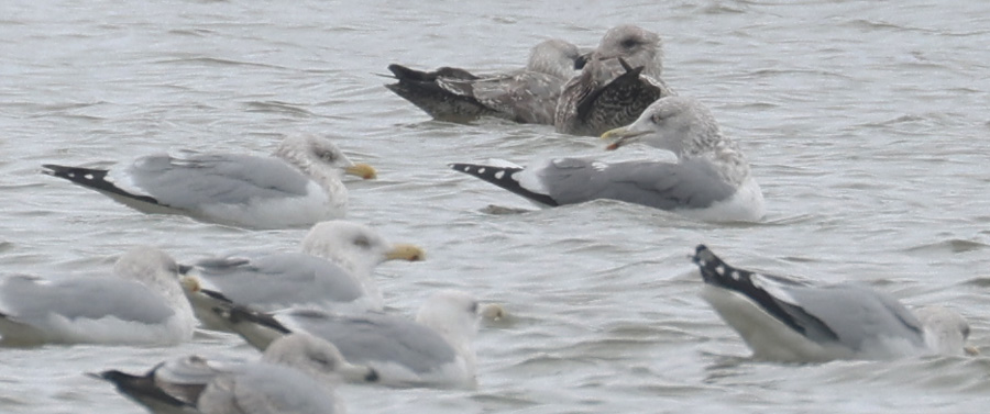 Lesser Black-backed Gull X Herring Gull hybrid (adult)