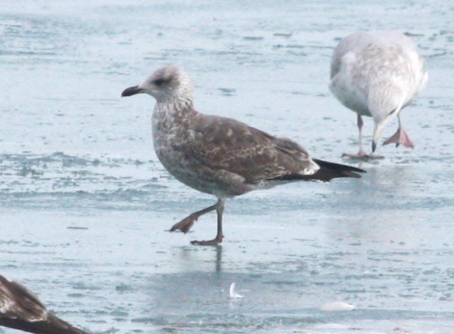 Lesser Black-backed Gull (Feb)