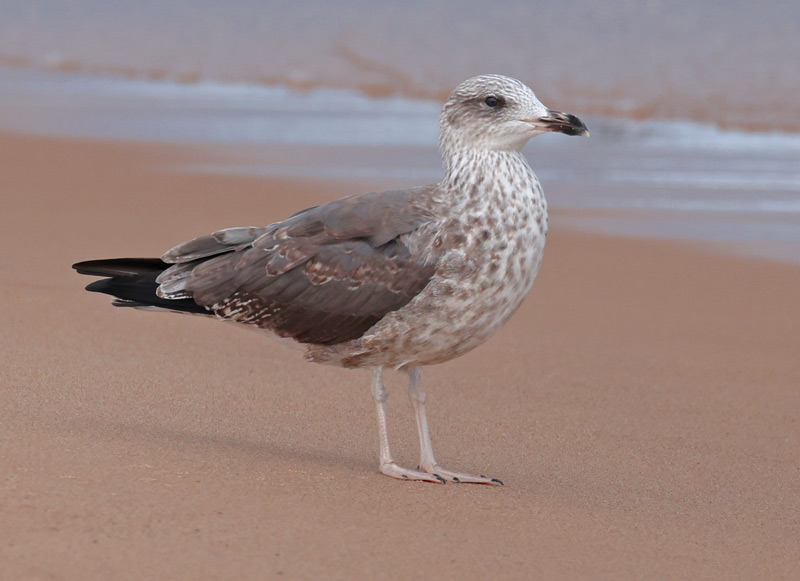 Lesser Black-backed Gull (Aug)