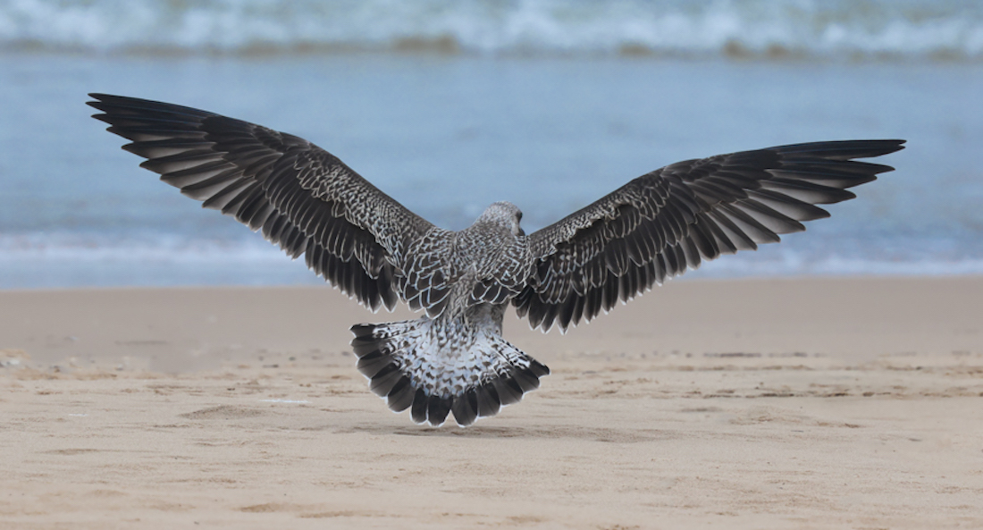 Lesser Black-backed Gull (1st cycle in flight)
