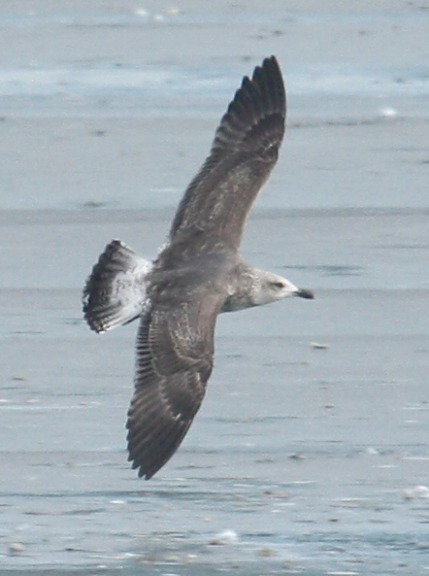 Lesser Black-backed Gull (2nd cycle in flight)