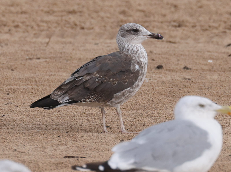 Lesser Black-backed Gull (Aug)