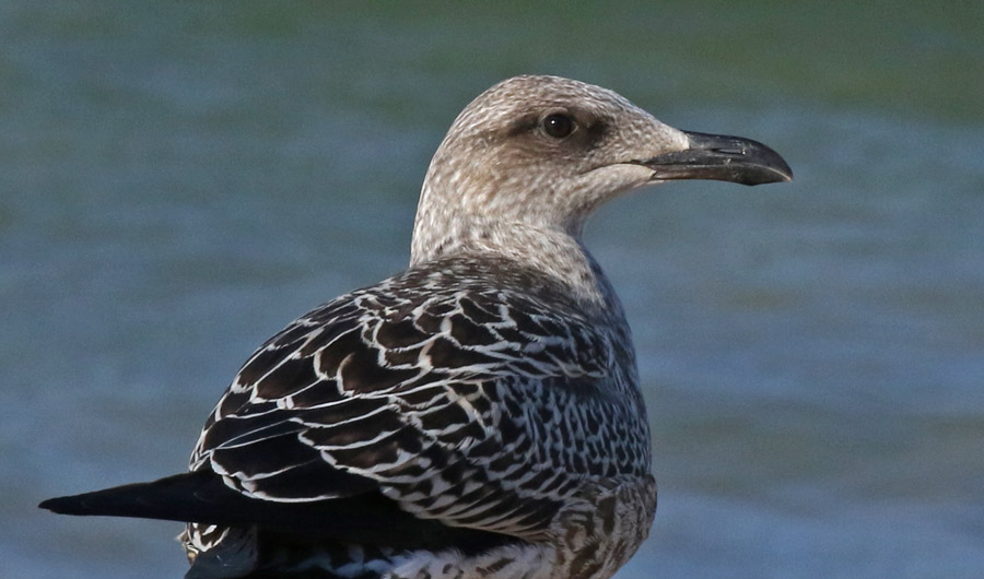 Lesser Black-backed Gull  (IN)