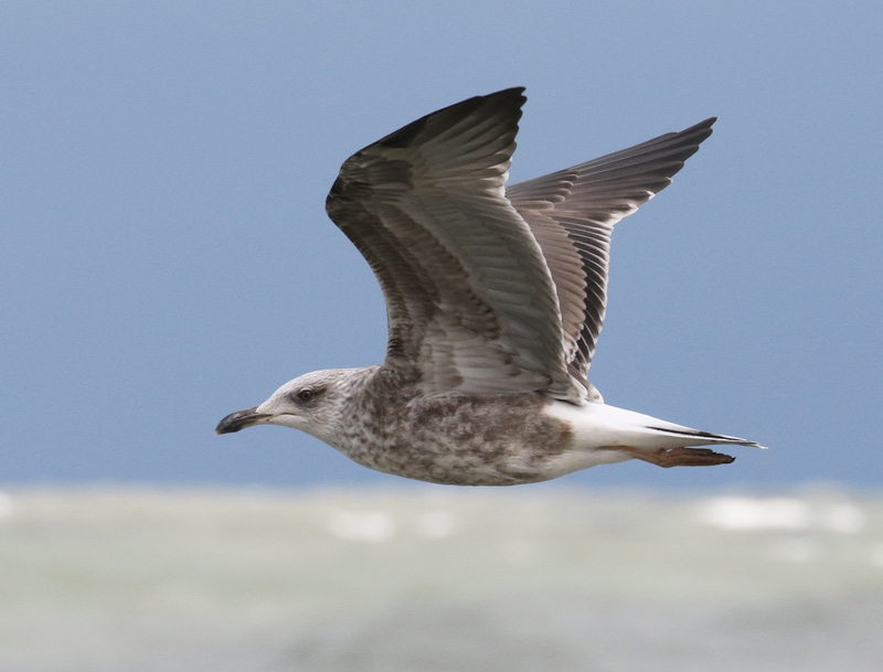 Lesser Black-backed Gull (2nd cycle in flight)