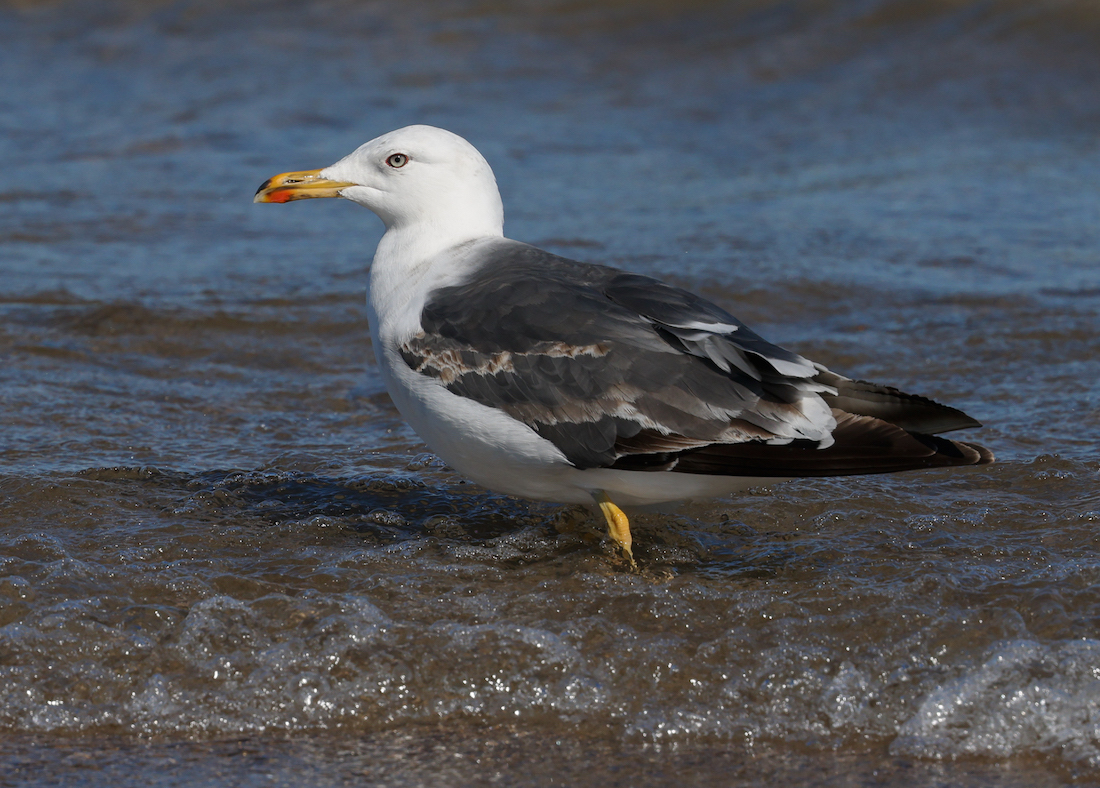 Lesser Black-backed Gull