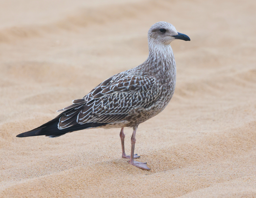 Lesser Black-backed Gull  (IN)