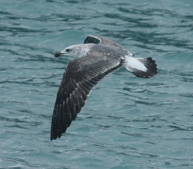 Lesser Black-backed Gull (2nd cycle in flight)