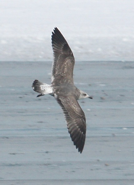 Lesser Black-backed Gull (2nd cycle in flight)