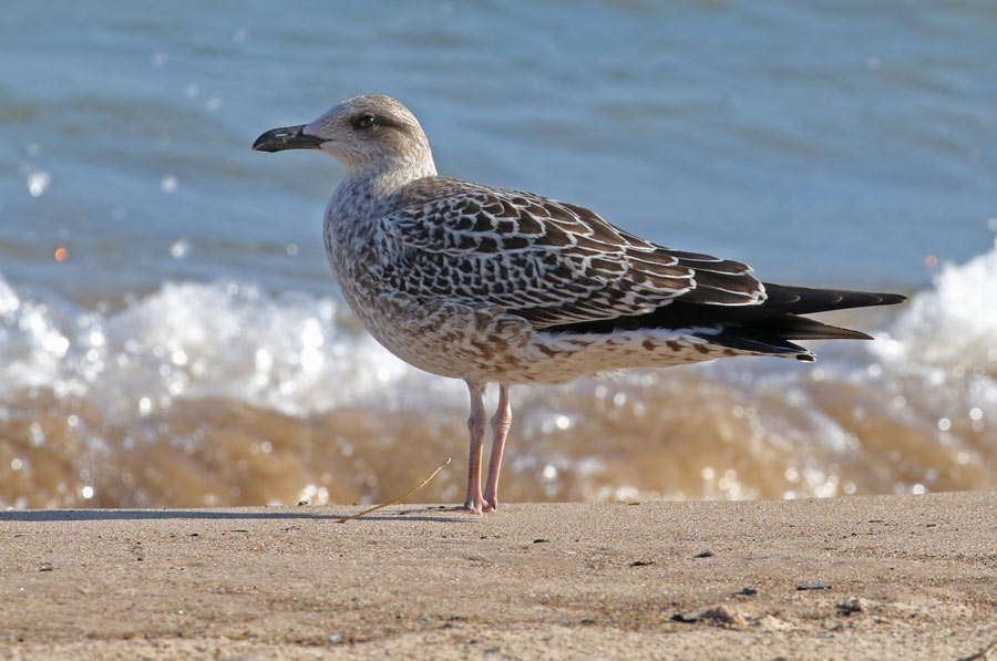 Lesser Black-backed Gull  (IN)