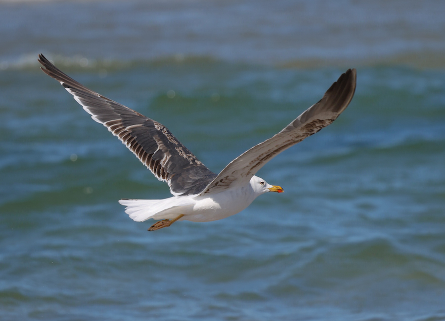 Lesser Black-backed Gull (third cycle in flight)