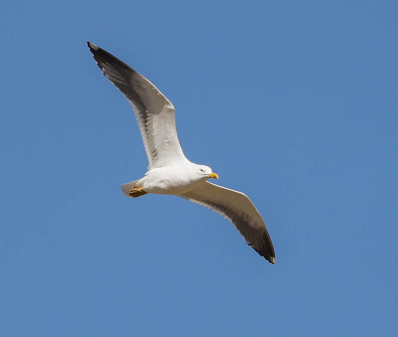 Lesser Black-backed Gull