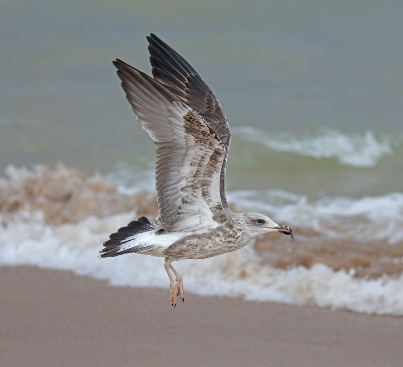 Lesser Black-backed Gull (2nd cycle in flight)