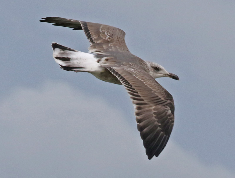 Lesser Black-backed Gull (2nd cycle in flight)