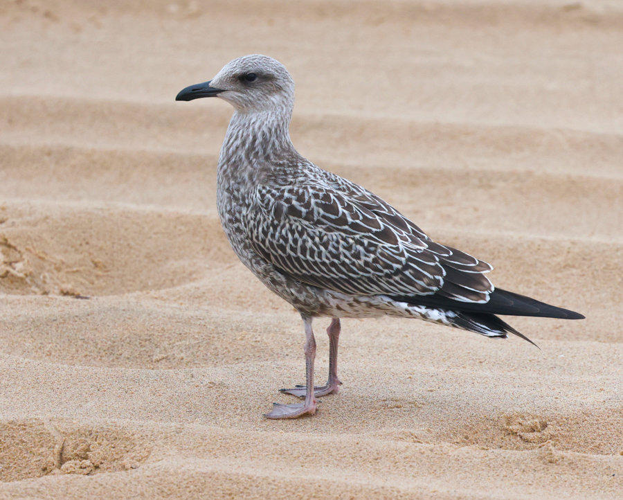 Lesser Black-backed Gull  (IN)